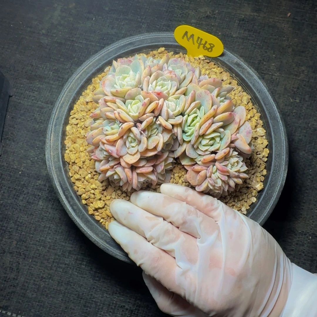 莉**～m m m m m m m 468