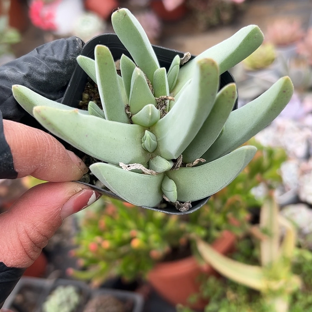 多肉植物多肉植物