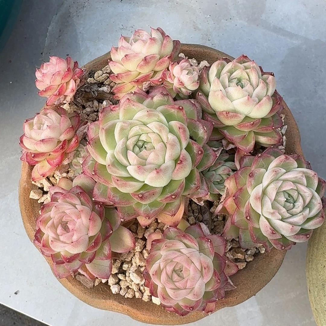 暗纹珍妮小群，15公分