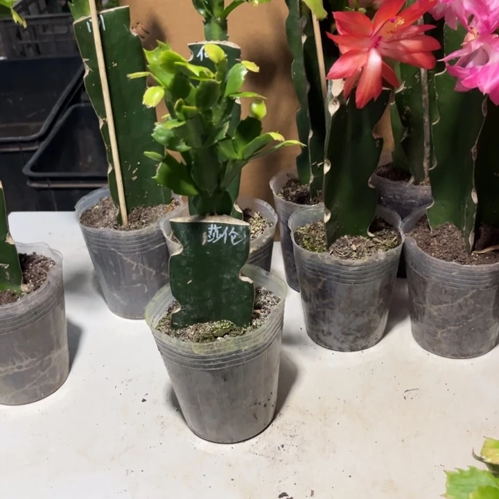 露***露当前无花朵，栽培后可花朵莎伦