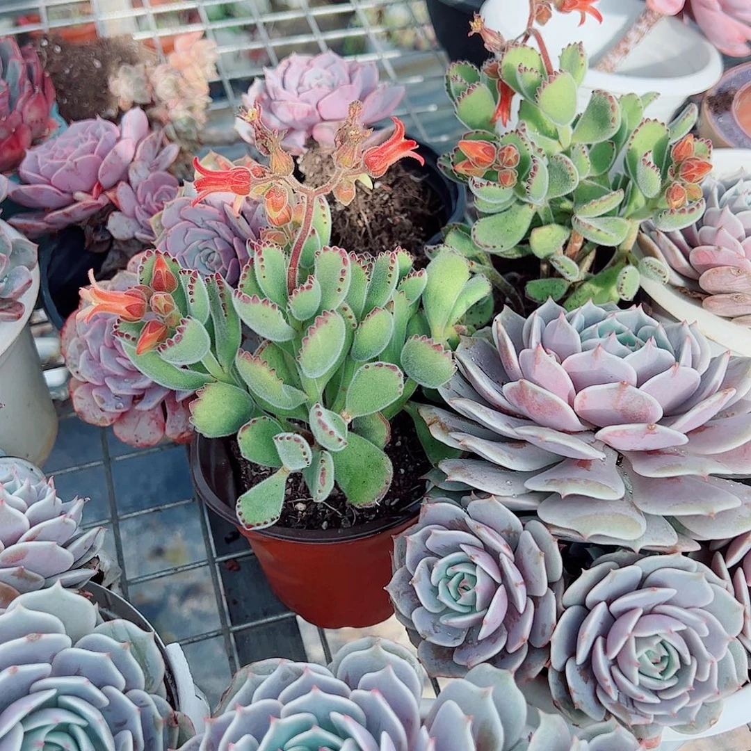 熊童子多头造型精品二盆