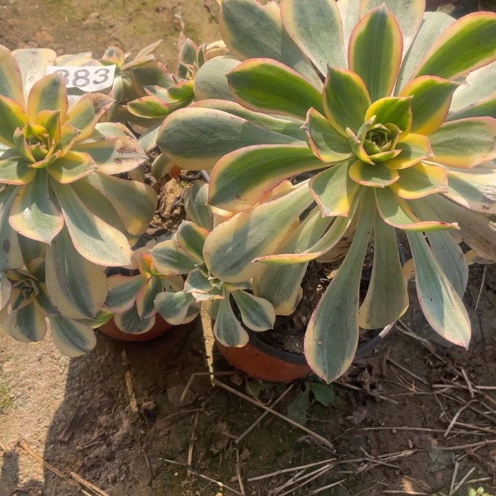 无花朵883多肉植物灿烂2棵