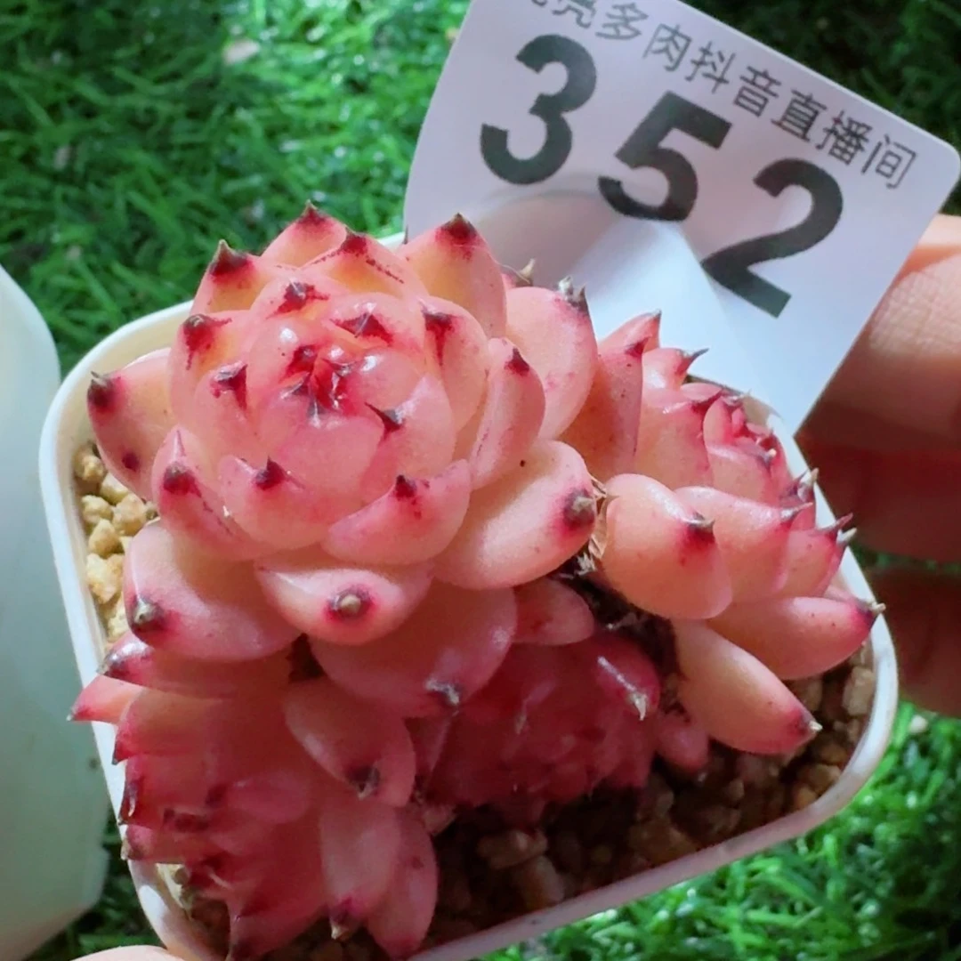 太***?熊猫         精品多肉