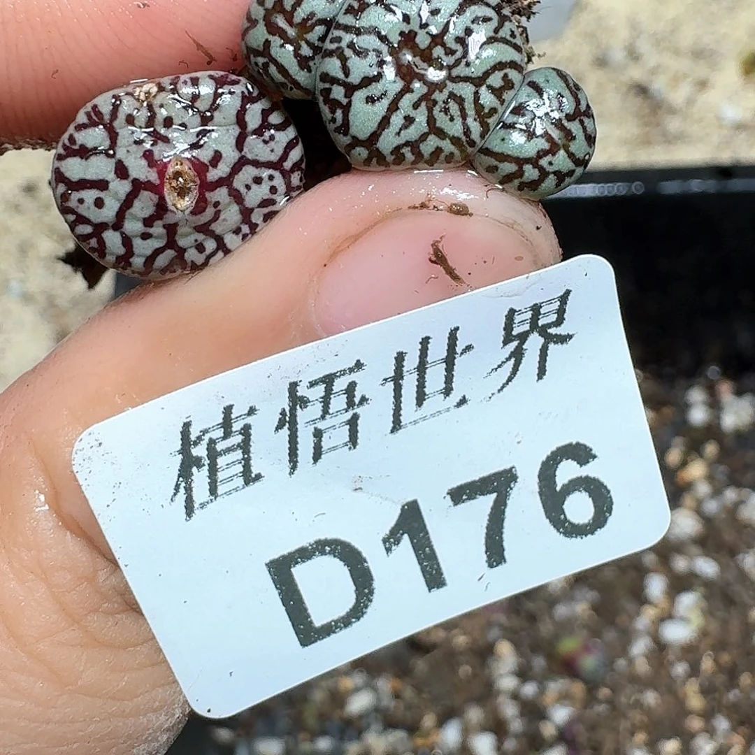 176号多肉植物哇fv v