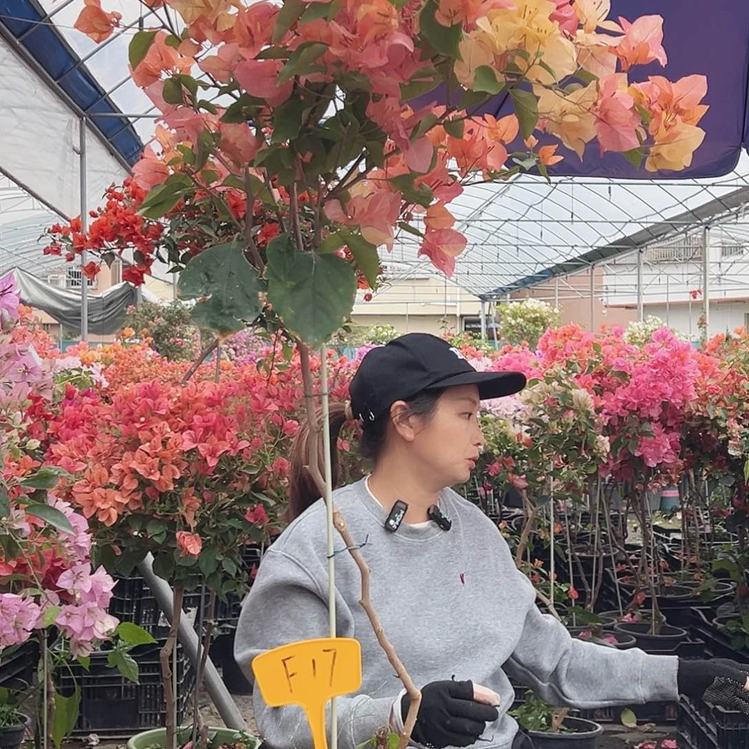 糊***涂大部分花苞少量开放F17阿达娜