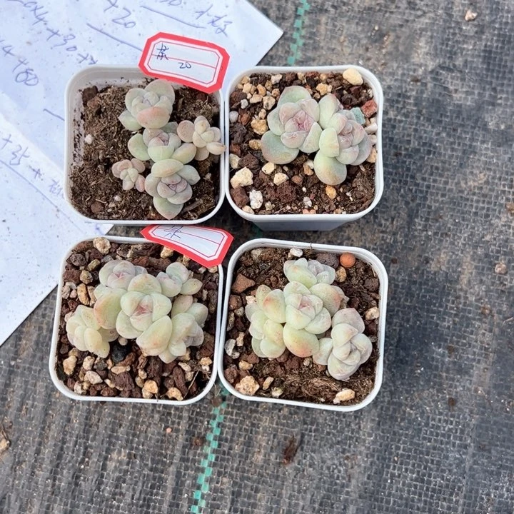 某一物一拍专拍的