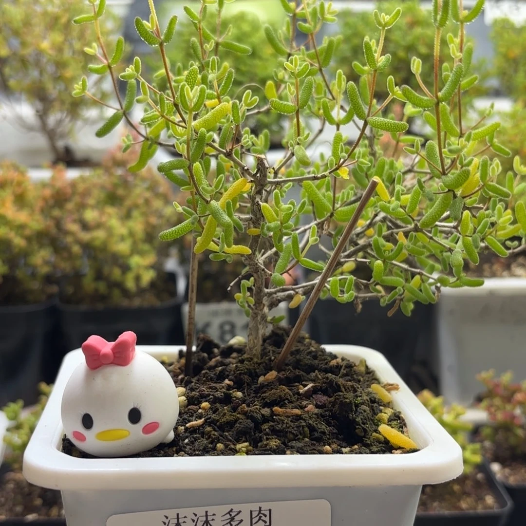 823糖球黄锦枝干番杏