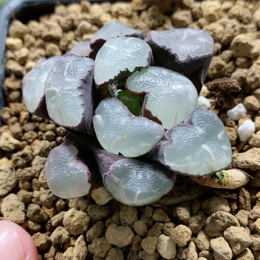 【闪购商品】27魔镜