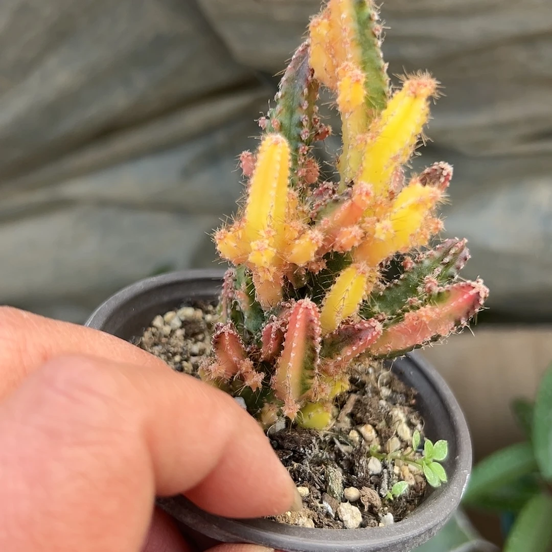 多肉植物万重山锦