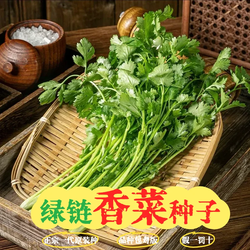 【大叶香菜】精选速生高产特香阳台室内盆栽四季蔬菜菜籽秧苗