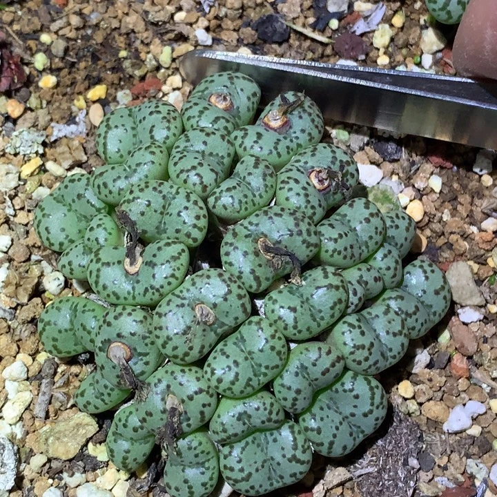 精品多肉植物精品多肉