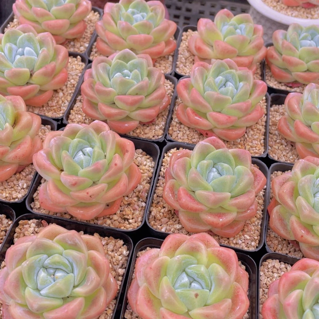 量拍2号 肥胖樱花钻石冰玉大单头一个