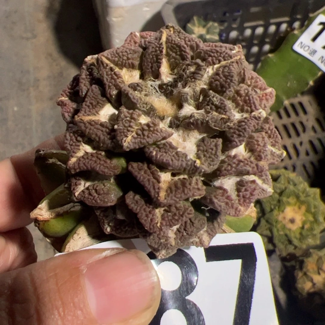 艳肌黑牡丹仙人球187