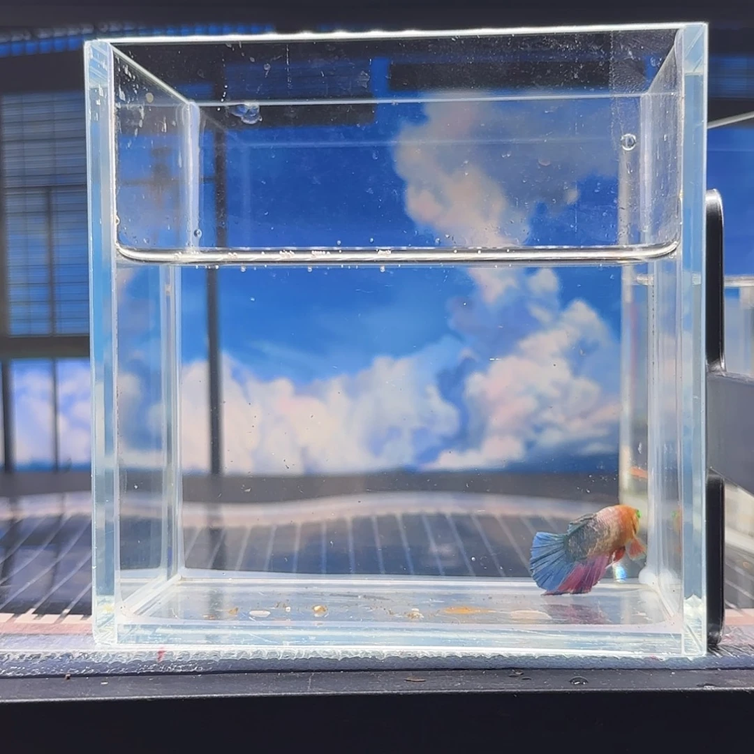 斗鱼vip精品高品质男爵