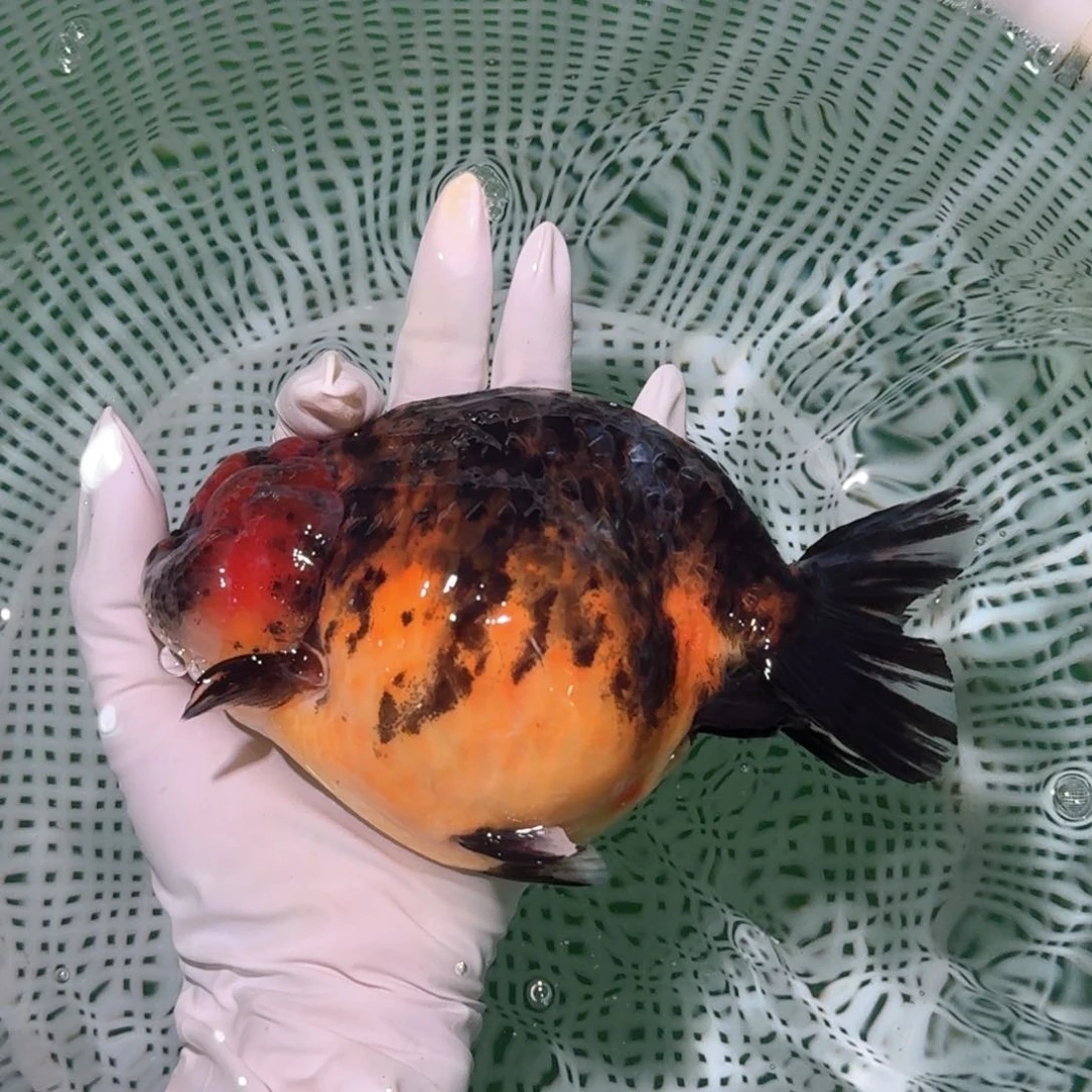 金鱼类不分公母16