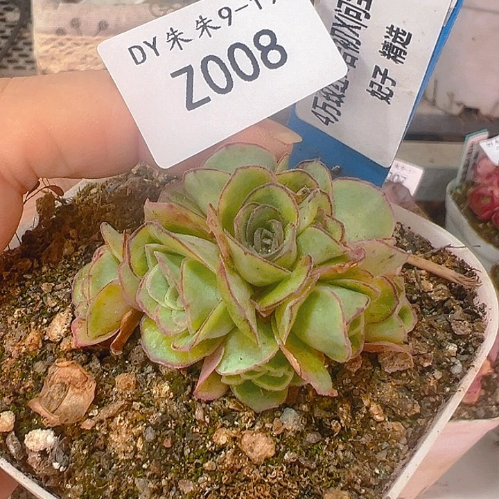 ****来朱008。4万玫红X各种群
