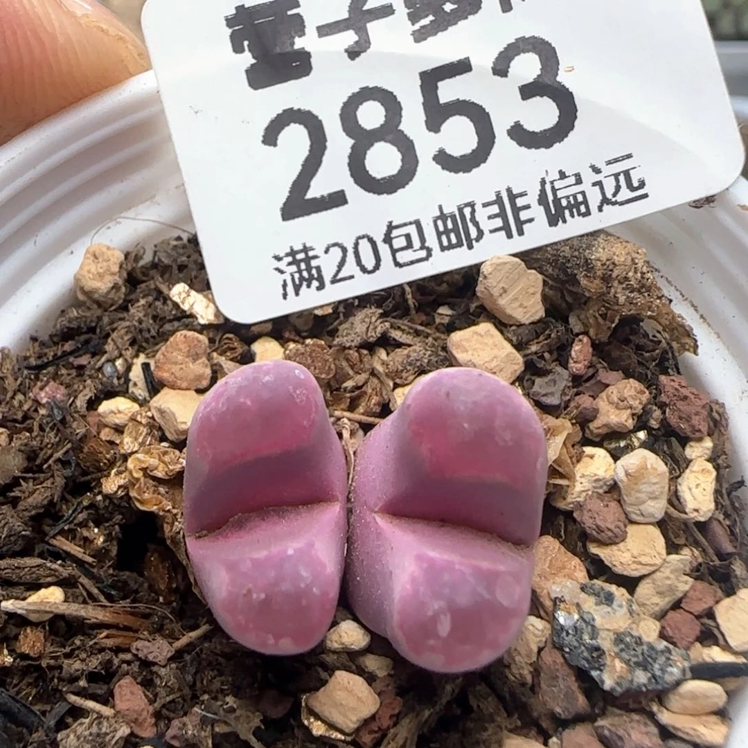 双头红大内 带盆土。