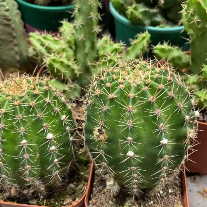 自根新品彩草心动带花苞