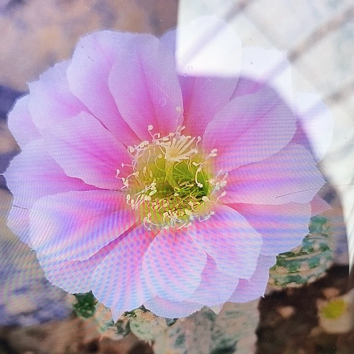 丽 0711/侧芽歪20包邮/