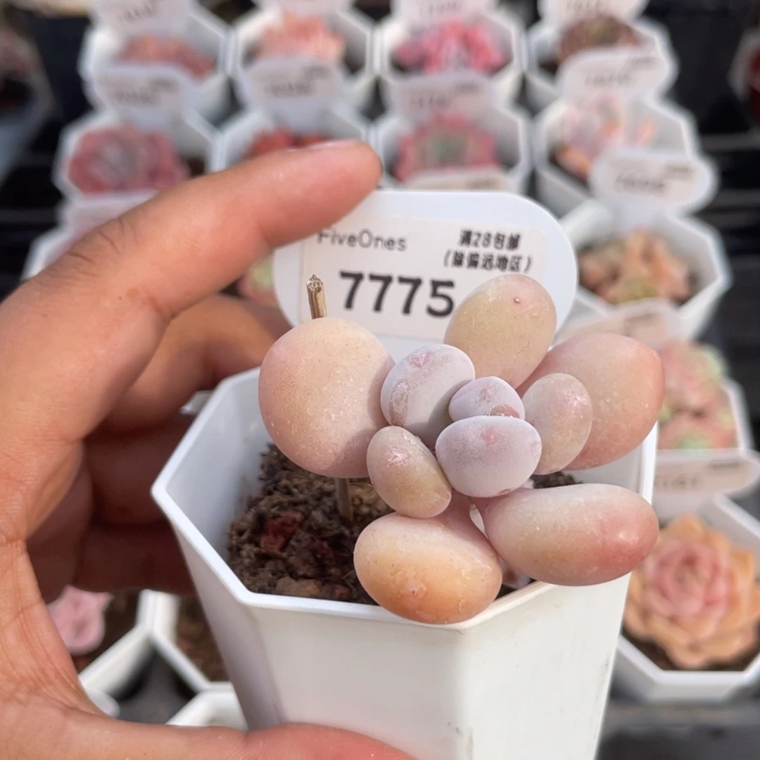 7775蛋黄奶酪4.5厘米