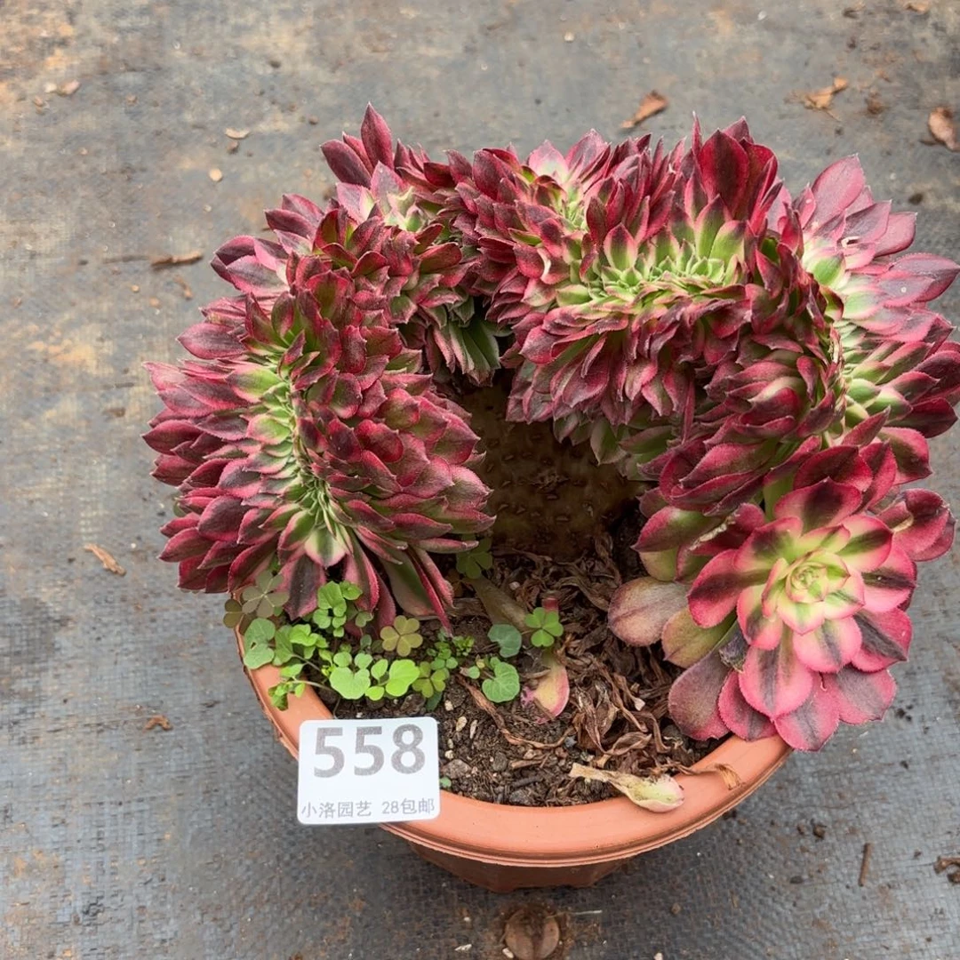 赵****558号荔枝不包轻微破损