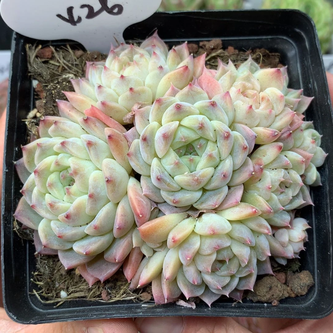 10头白巧克力冰魄无砍捧花群426