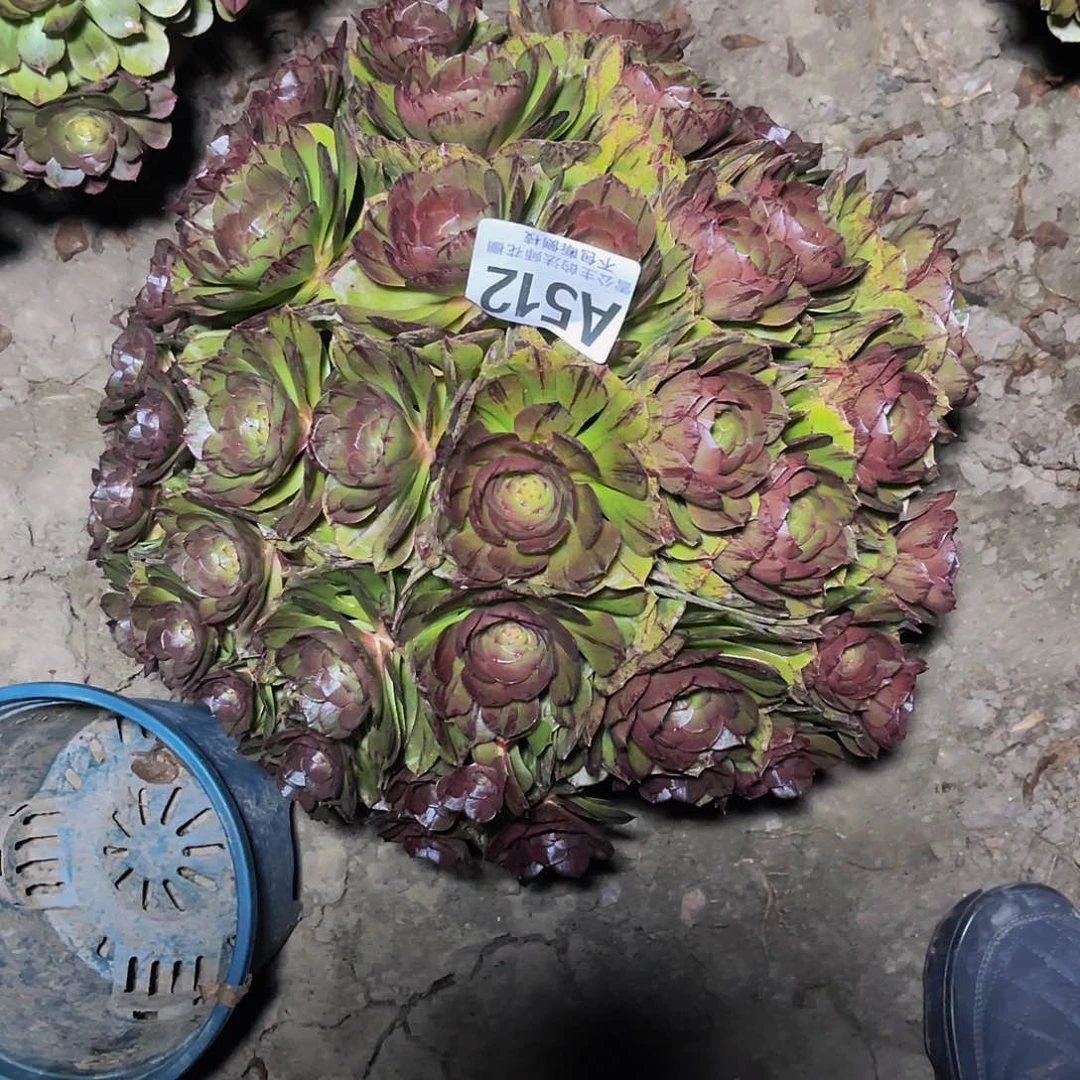 法师法师14/30包邮法师