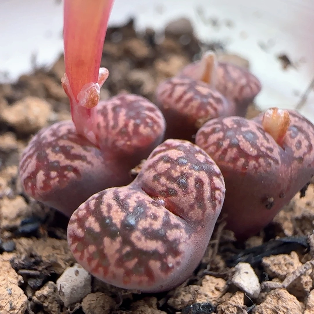 586/四头鸟哈尼//