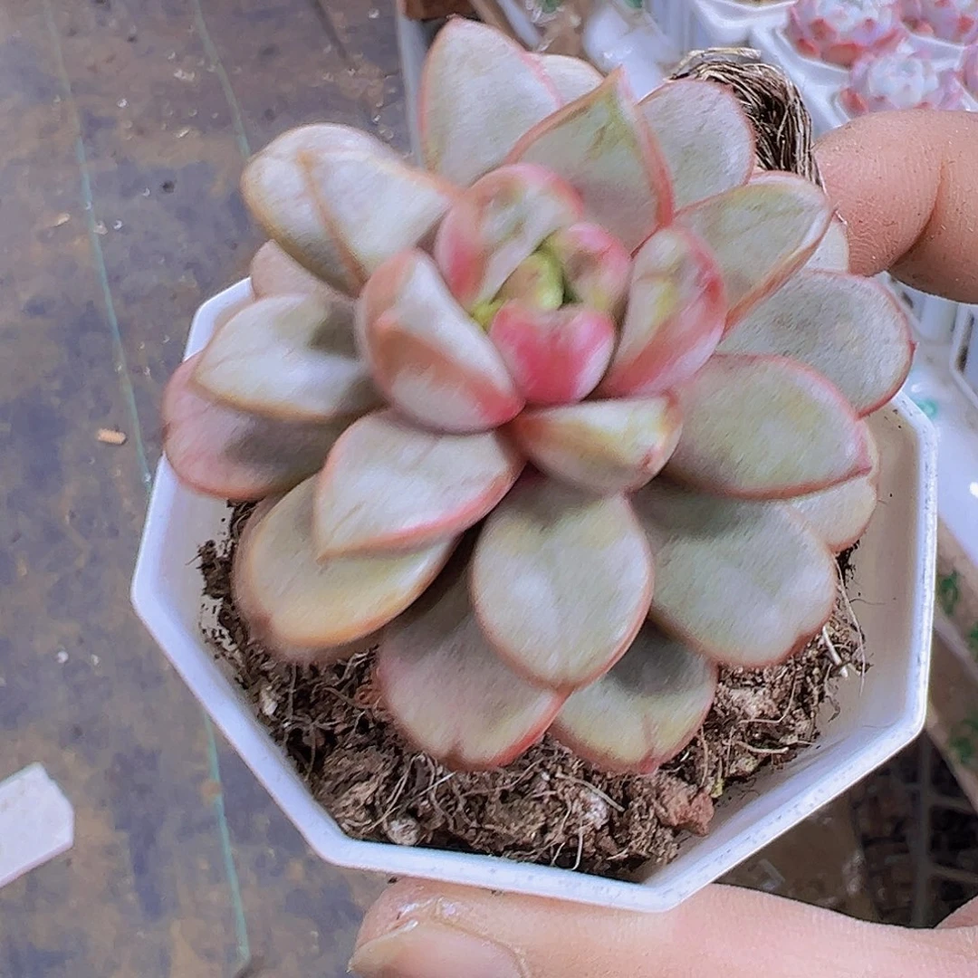 八角盆老桩葡萄19包邮