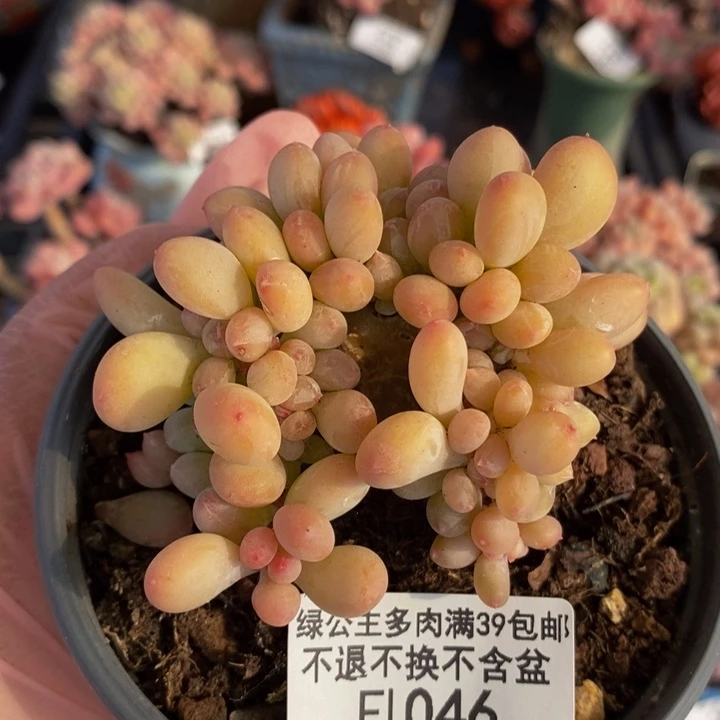 苹果奶缀7cm1046多肉植物