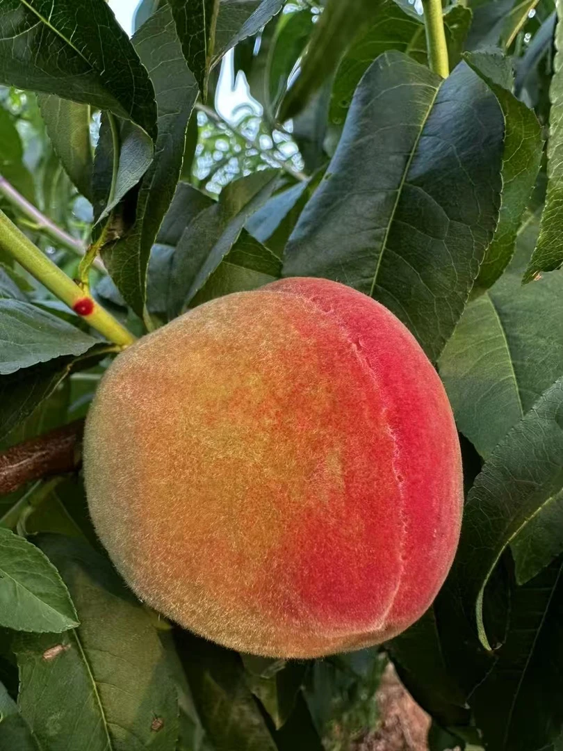 毛桃新鲜脆甜脆桃子现摘现发应季水果嘎奔脆整箱