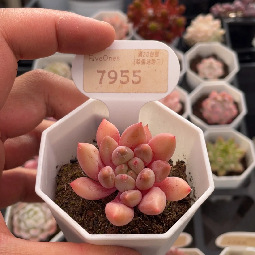 红蜻蜓7955-4.5厘米