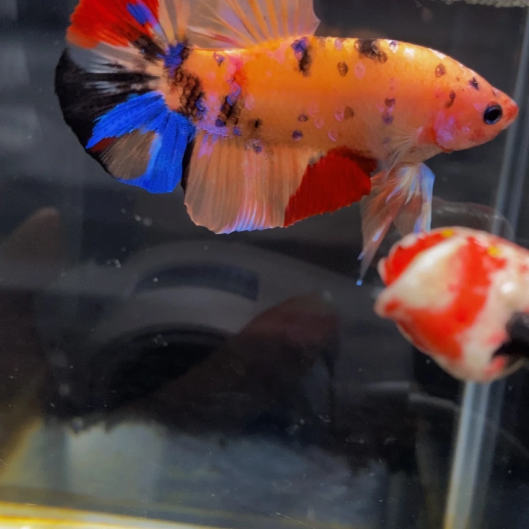 斗鱼450巨斗11111