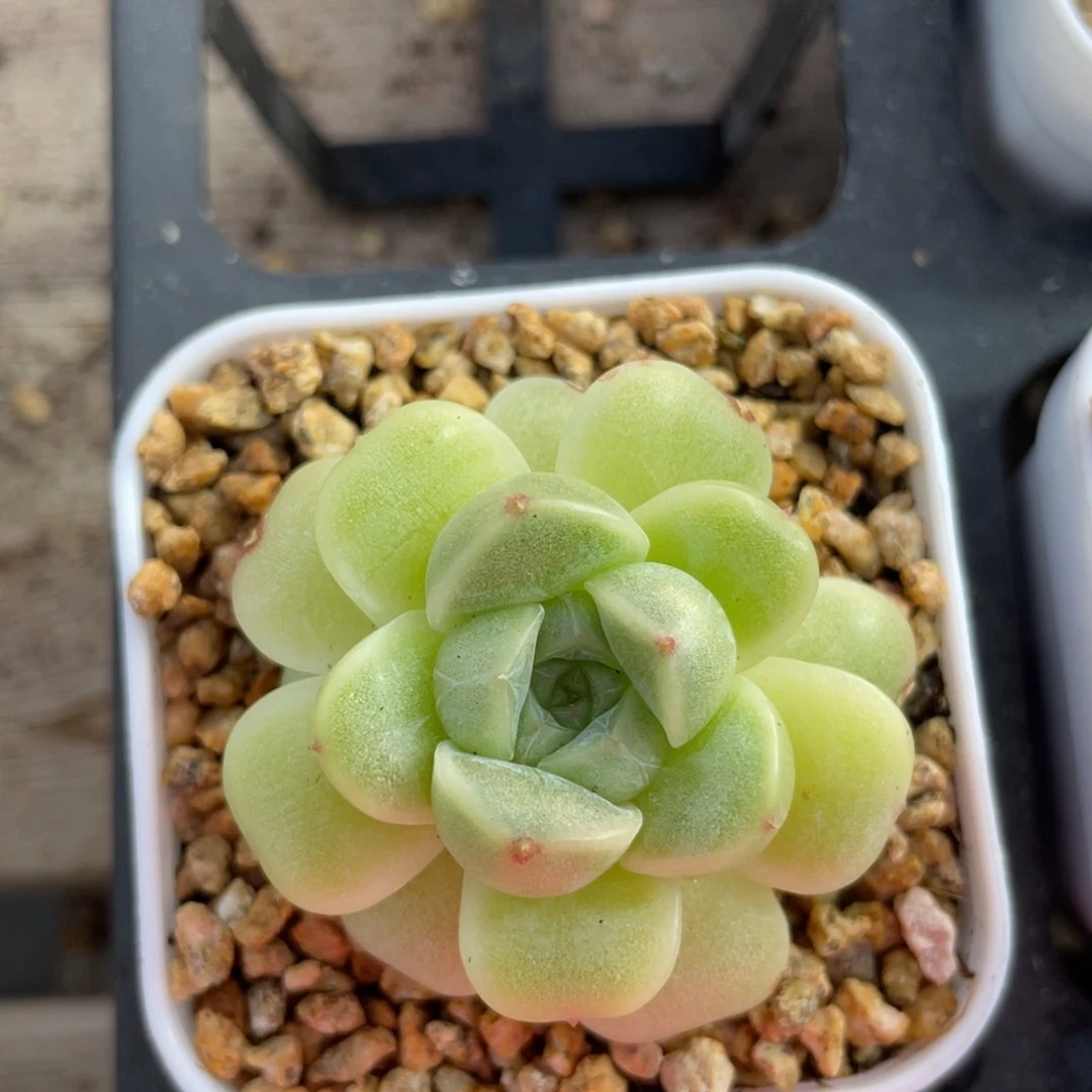 优选白茶珍妮074