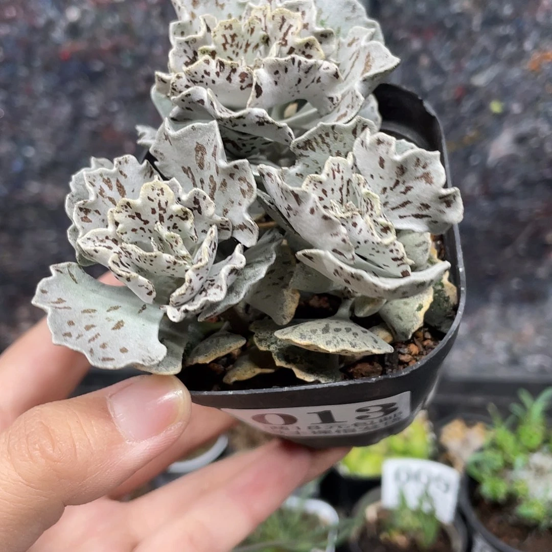 013一盆三颗雀扇水泡（满18元包邮）