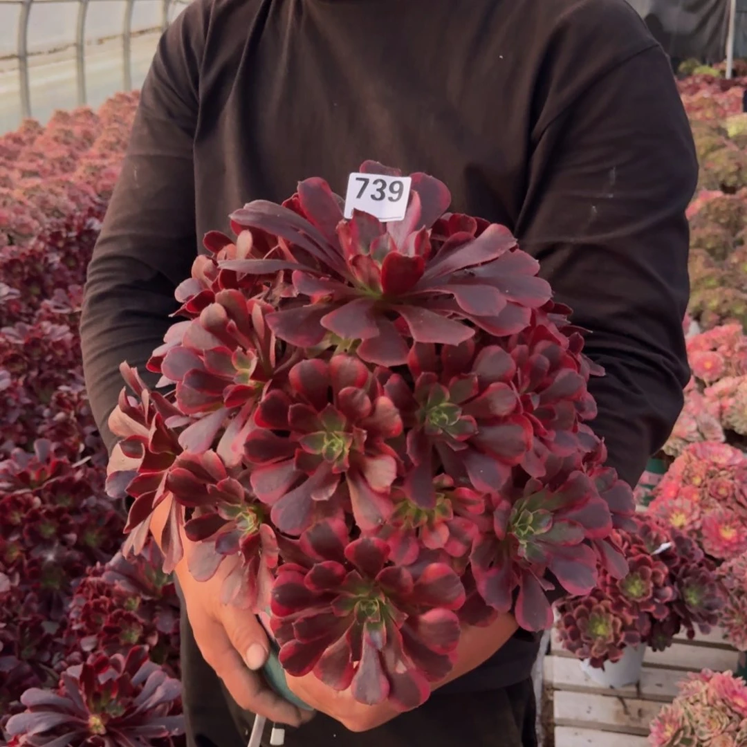 739凤冠多肉植物