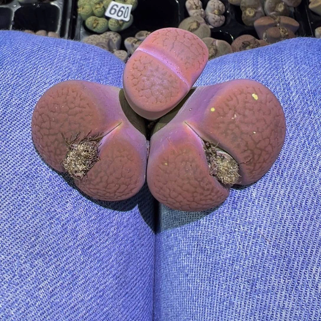 662 一物一拍，默认有伤，介意勿拍，不退不换