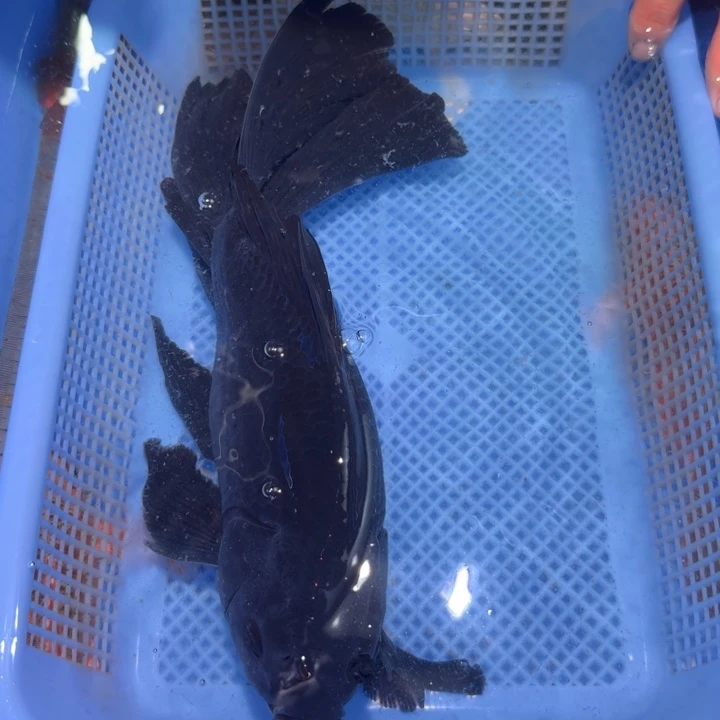 30不分公母鲤科类墨蝶奔驰尾瑕疵