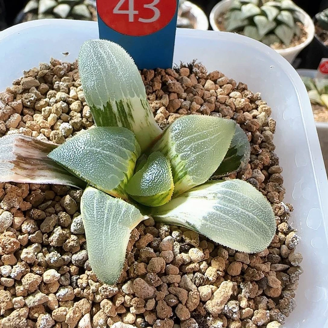 43号大型糯窗克锦一物一拍带盆土