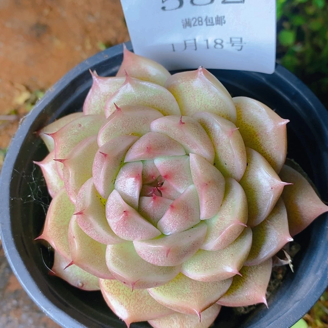 【闪购商品】云582