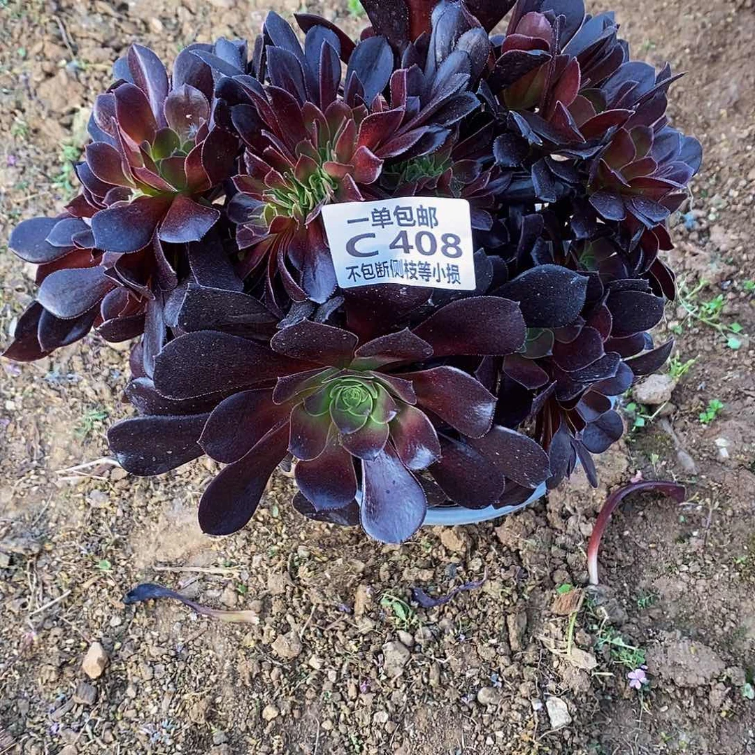 408欧紫缀化多肉法师锦