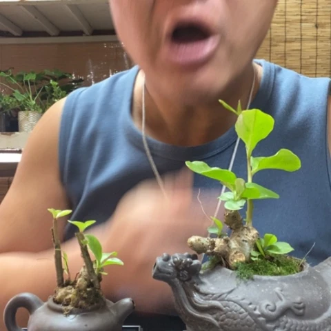 红陶自*人一物一拍所见即所得67