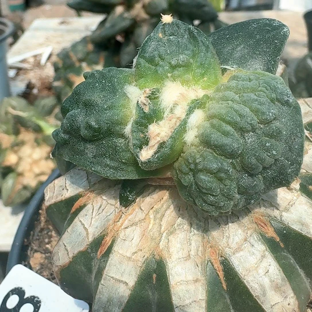 【闪购商品】无花朵一*怒涛458