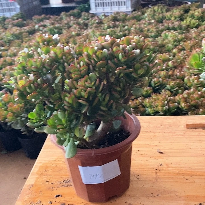 中棵姬红花月玉树植物脱盆土发货