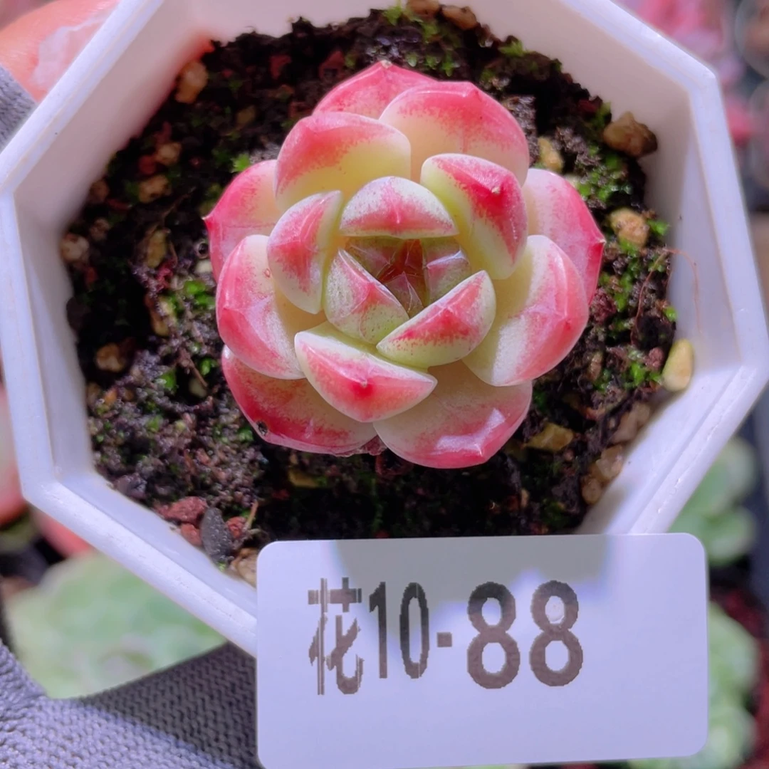 花利美 10-88精选糖心