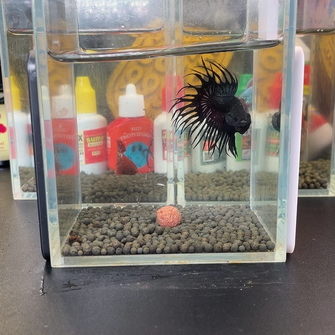 斗鱼31号1015早黑毒