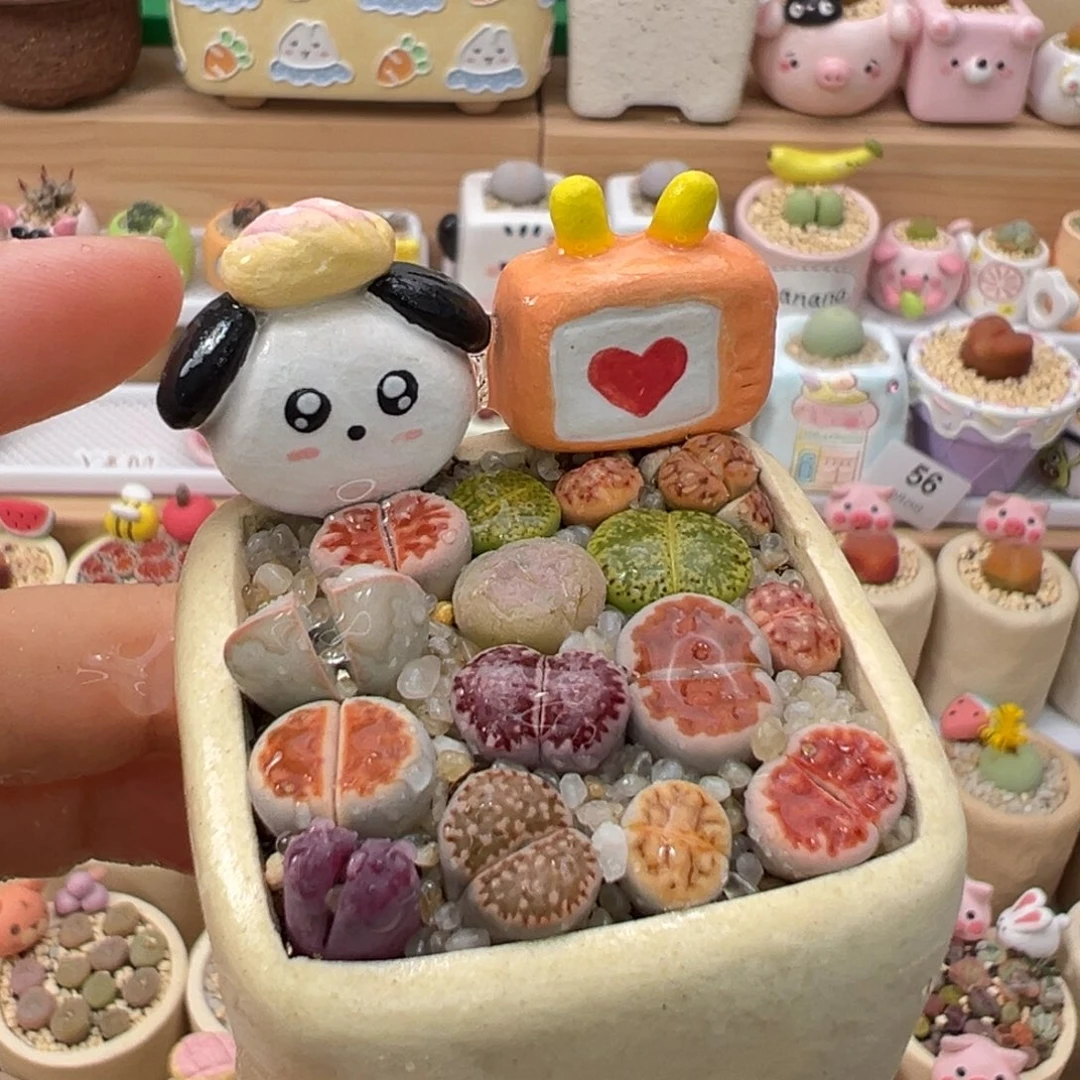 多肉植物95号彩色