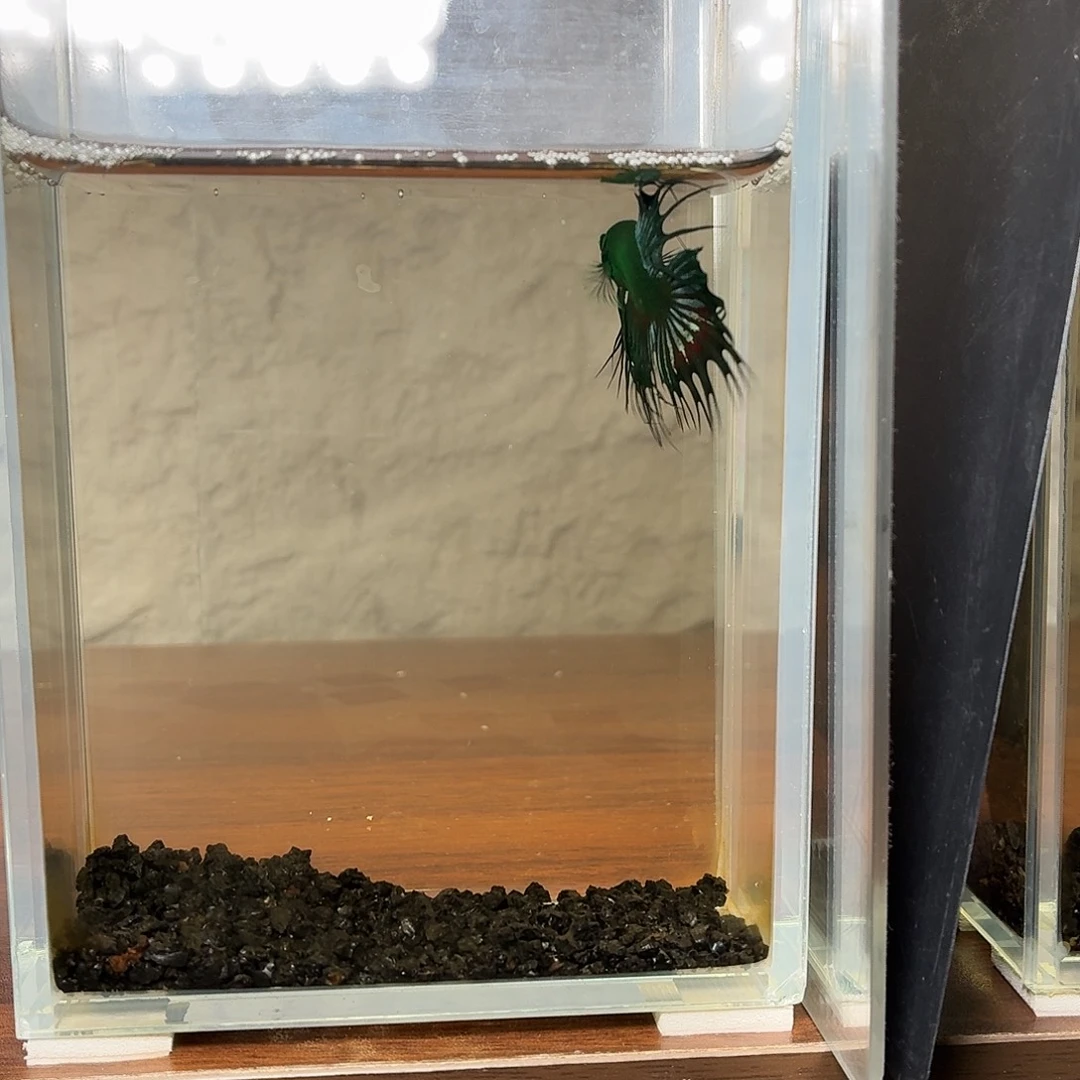 斗鱼绿魔狮王公鱼