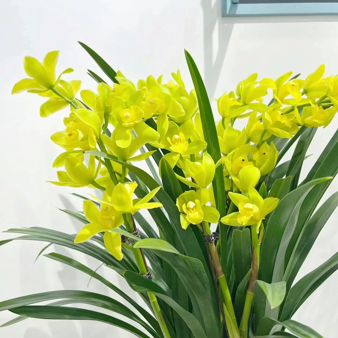 绿素仙子 3支盆栽精致兰花耐寒好养兰室内阳台 云南鲜花绿植