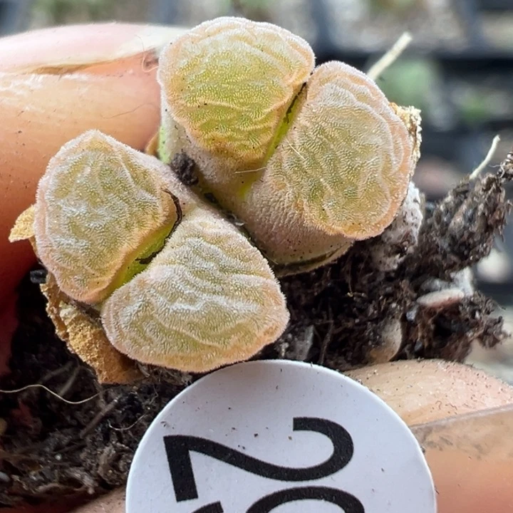 298号11111111111111